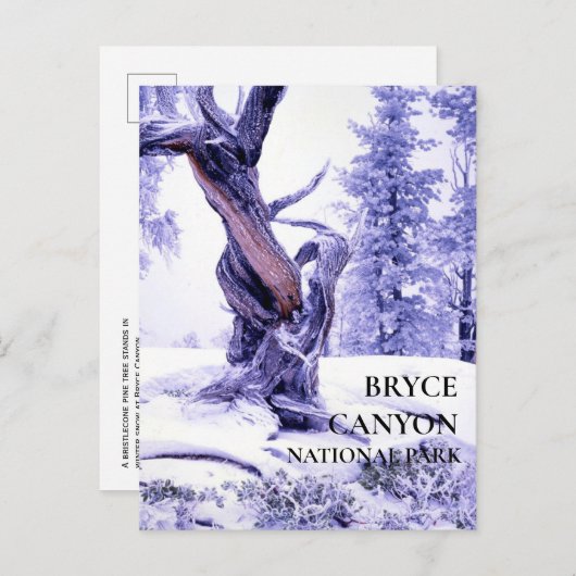 Bristlecone Pine in Winter Snow Briefkaart (Voorkant / Achterkant)