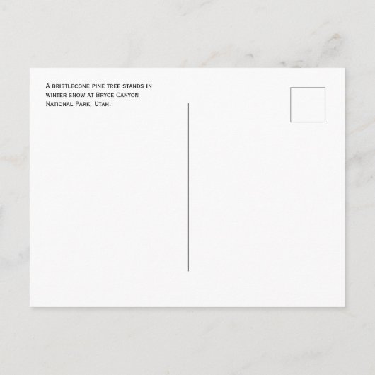 Bristlecone Pine in Winter Snow Briefkaart (Achterkant)