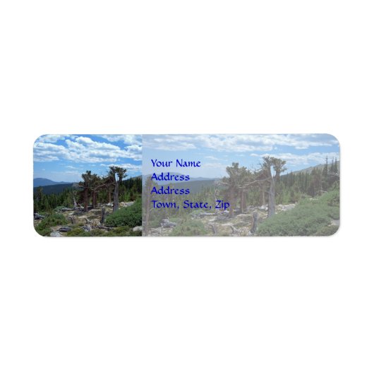 Bristlecone Pine Tree Etiket (Voorkant)