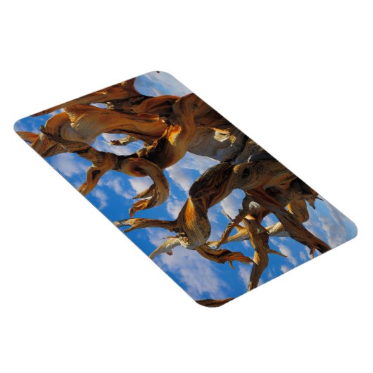 Bristlecone Pine Tree Magneet (Rechterzijde)