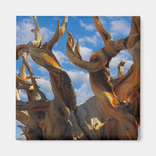Bristlecone Pine Tree Magneet