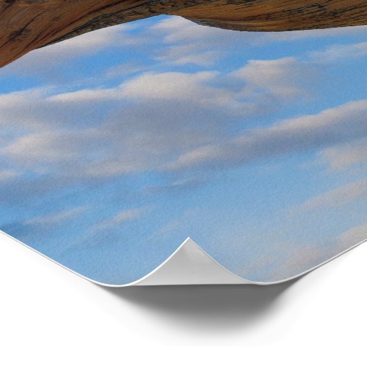 Bristlecone Pine Tree Poster (Hoek)