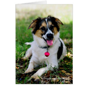 Bristol als puppy glorydayfotografie