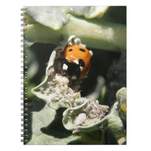 British 7 Spot Ladybug Carnet