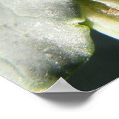 British 7 Spot Ladybug Print (Hoek)