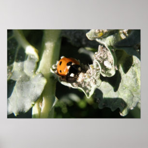 British 7 Spot Ladybug Print