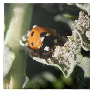 British 7 Spot Ladybug Tile Tegeltje