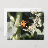 British 7 Spot lieveheersbeestje Briefkaart (Voorkant / Achterkant)