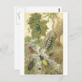 British Beetles Briefkaart (Voorkant / Achterkant)