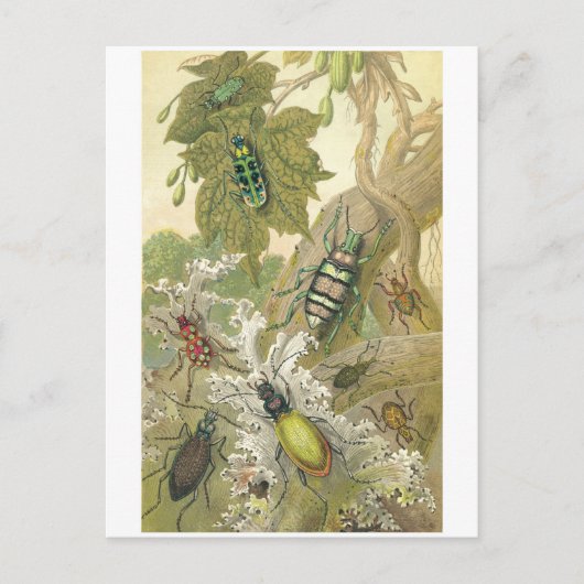 British Beetles Briefkaart (Voorkant)