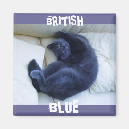 BRITISH BLUE CAT MAGNEET