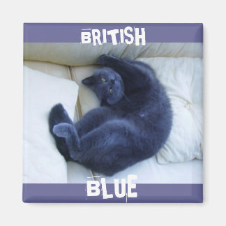 BRITISH BLUE CAT MAGNEET