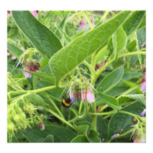 British Bumble Bee on Wild Common Comfrey Foto Afdruk