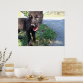 British Columbian Wolf Pup Poster (Keuken)