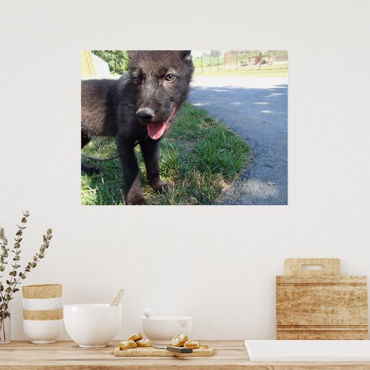 British Columbian Wolf Pup Poster (Keuken)