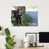 British Columbian Wolf Pup Poster (Thuiskantoor)
