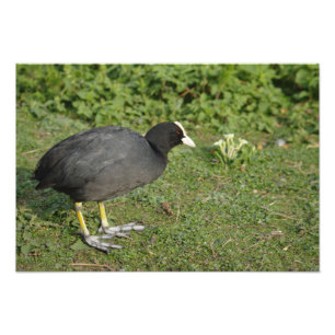 British Coot Foto Afdruk