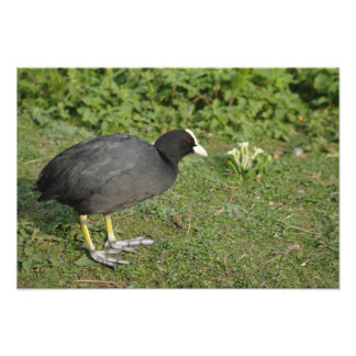 British Coot Foto Afdruk