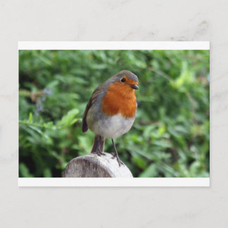 British Robin Briefkaart