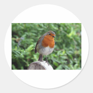 British Robin Ronde Sticker