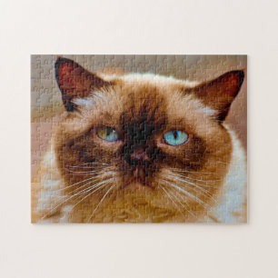 British Short Hair Cat. Legpuzzel