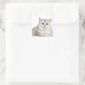 British Shorthair (2 jaar oud) die vooraan ligt Vierkante Sticker (Tas)