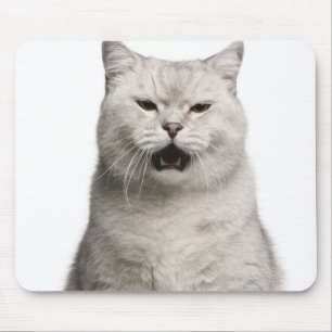 British Shorthair (4 jaar) Muismat