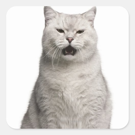 British Shorthair (4 jaar) Vierkante Sticker (Voorkant)