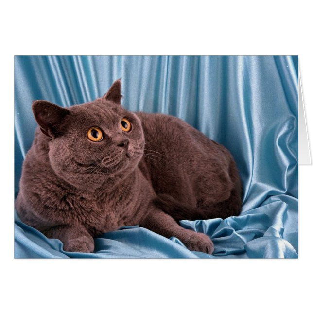 British Shorthair, bleu (Devant horizontal)