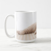 British Shorthair Cat Koffiemok (Links)