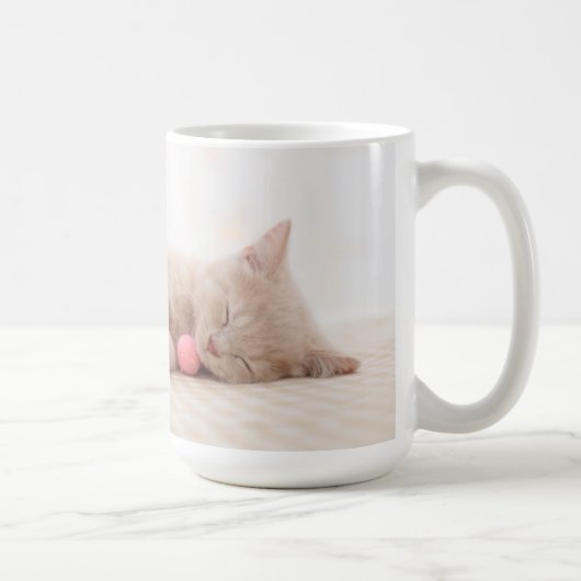 British Shorthair Cat Koffiemok (Rechts)