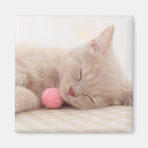 British Shorthair Cat Magneet