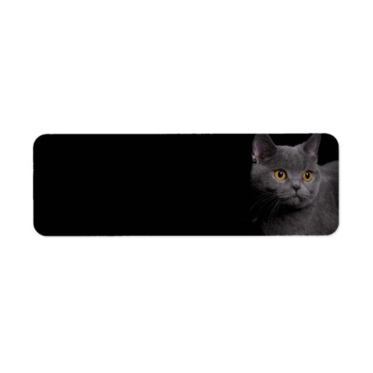 British Shorthair Cat Return Label (Voorkant)