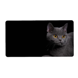 British Shorthair Cat Shipping Label