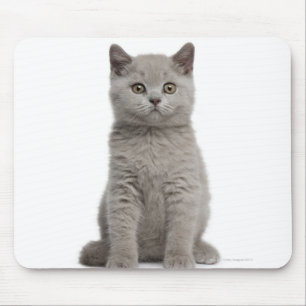 British Shorthair Kitten (10 weken oud) 2 Muismat