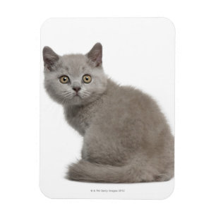British Shorthair Kitten   10 weken oud Magneet