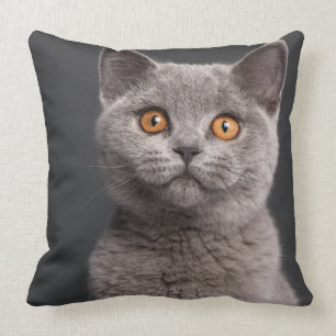 British Shorthair kitten (3 maanden oud) Kussen