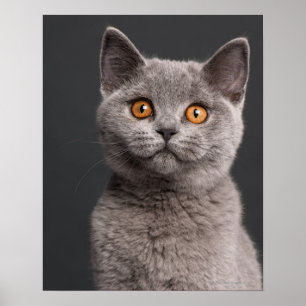 British Shorthair kitten (3 maanden oud) Poster