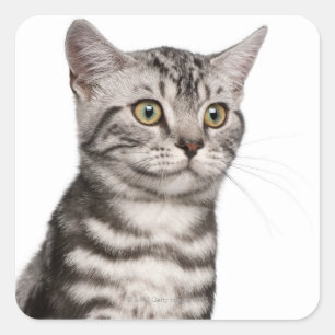 British Shorthair kitten (4 maanden oud) Vierkante Sticker