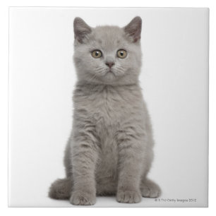 British Shorthair Kitten Tegeltje