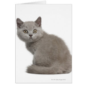 British Shorthair Kitten (tien weken oud)