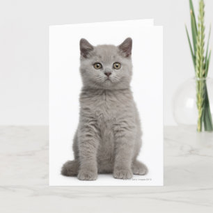 British Shorthair Kitten (tien weken oud) 2 Kaart