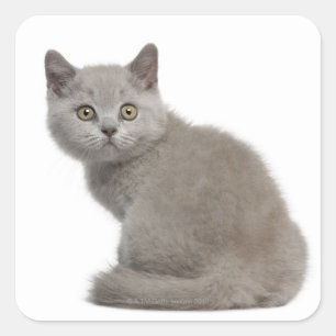 British Shorthair Kitten (tien weken oud) Vierkante Sticker