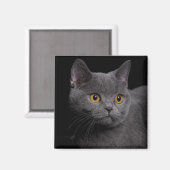British Shorthair Magnet (Recto/Verso)