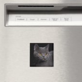 British Shorthair Magnet (In Situ (Lave-vaisselle))