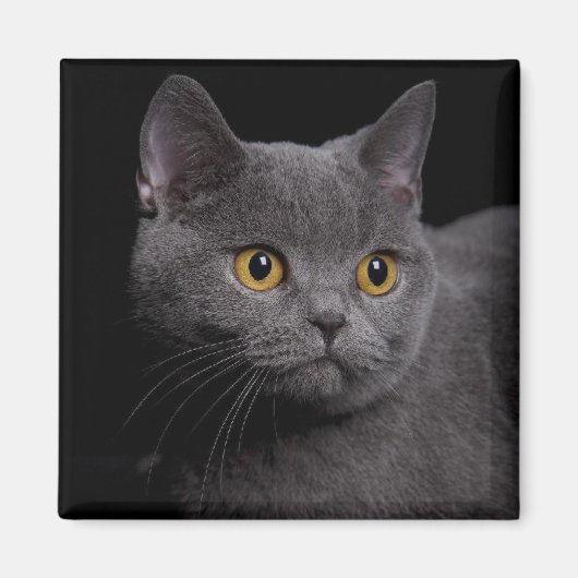 British Shorthair Magnet (Devant)