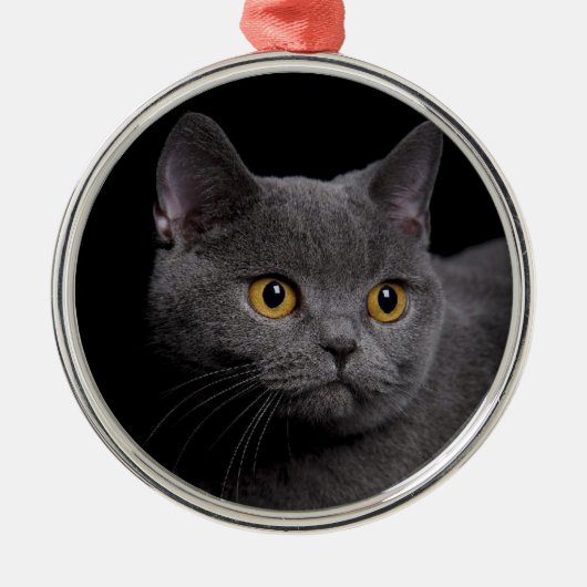 British Shorthair Premium Ornament (Voorkant)