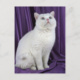 British Shorthair, wit Briefkaart