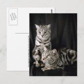 British Shorthair, zilveren tabby Briefkaart (Voorkant / Achterkant)