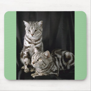 British Shorthair, zilveren tabby Muismat